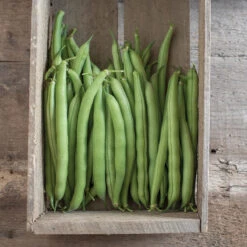 Provider 5 Provider -Verdant Bloom Store 00010 02 provider