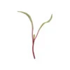 Beet, Red Beet 1 Beet, Red Beet -Verdant Bloom Store 00123m 01 earlywondrtalltopmicro 1