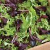 Five Star Greenhouse Lettuce Mix -Verdant Bloom Store 00192 01 fivestarlettucemix