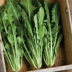 Catalogna Special -Verdant Bloom Store 00375 01 catalognaspecial