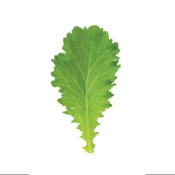 Green Wave -Verdant Bloom Store 00377 03 greenwave