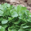 Upland Cress -Verdant Bloom Store 00381 01 uplandcress