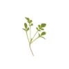 Cress, Cressida -Verdant Bloom Store 00382mg 01 curcressmicro