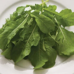 Arugula (Standard) -Verdant Bloom Store 00385 01 arugula