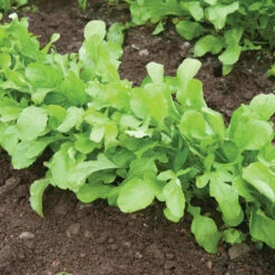 Arugula (Standard) -Verdant Bloom Store 00385 02 arugula