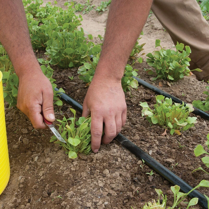 Claytonia 4 Claytonia - Image 2
