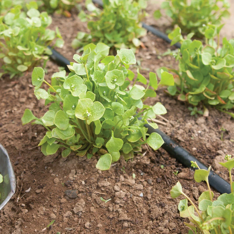 Claytonia 5 Claytonia - Image 3