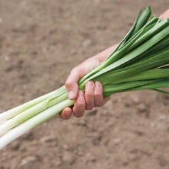 King Richard 7 King Richard -Verdant Bloom Store 00416g 02 kingrichard