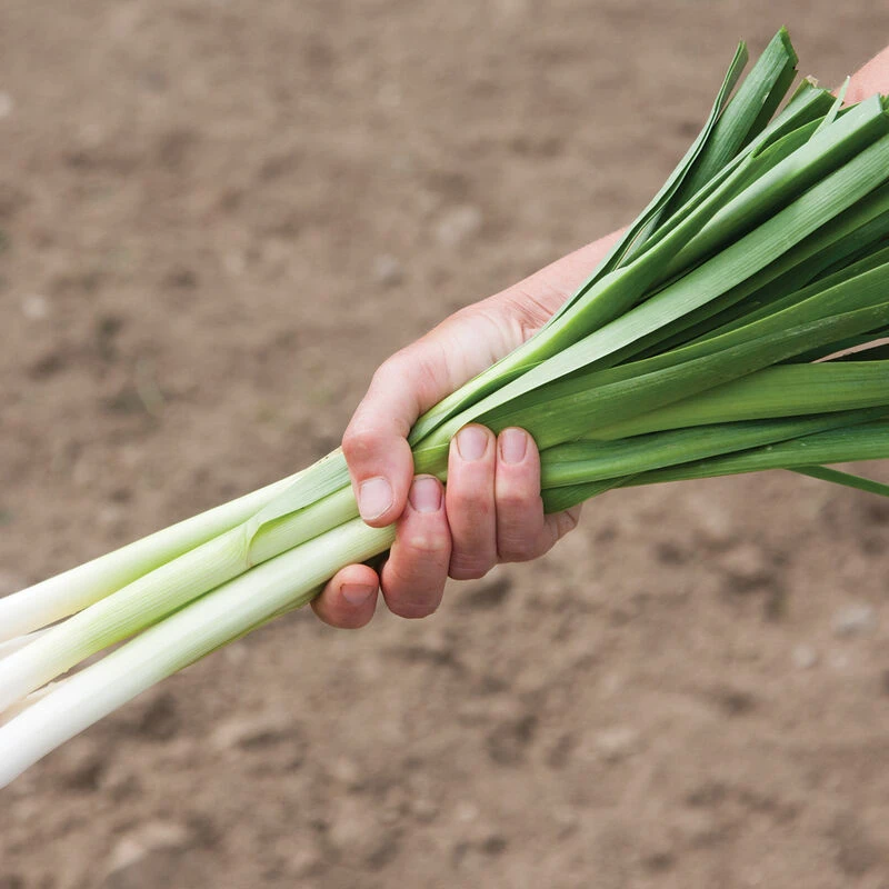 King Richard 5 King Richard - Image 3