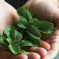 Vit -Verdant Bloom Store 00419 03 vit