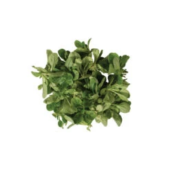 Vit -Verdant Bloom Store 00419 04 vit