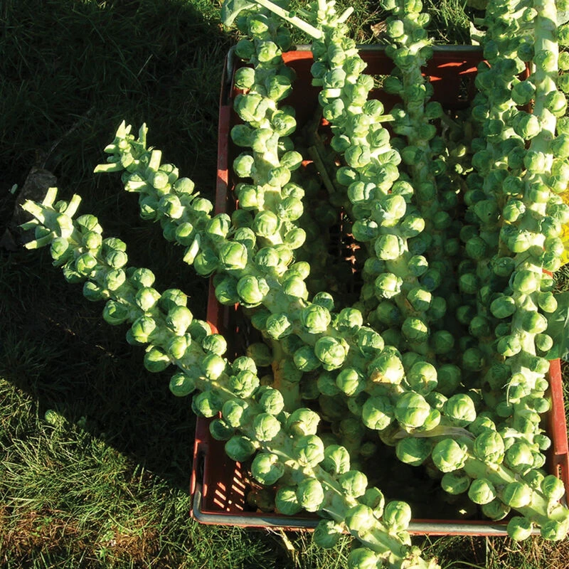 Churchill 3 Churchill