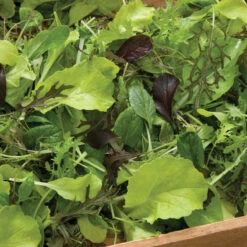 Premium Greens Mix -Verdant Bloom Store 00650 01 premiummixhorz