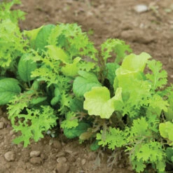 Premium Greens Mix -Verdant Bloom Store 00650 02 premiummixfieldhorz