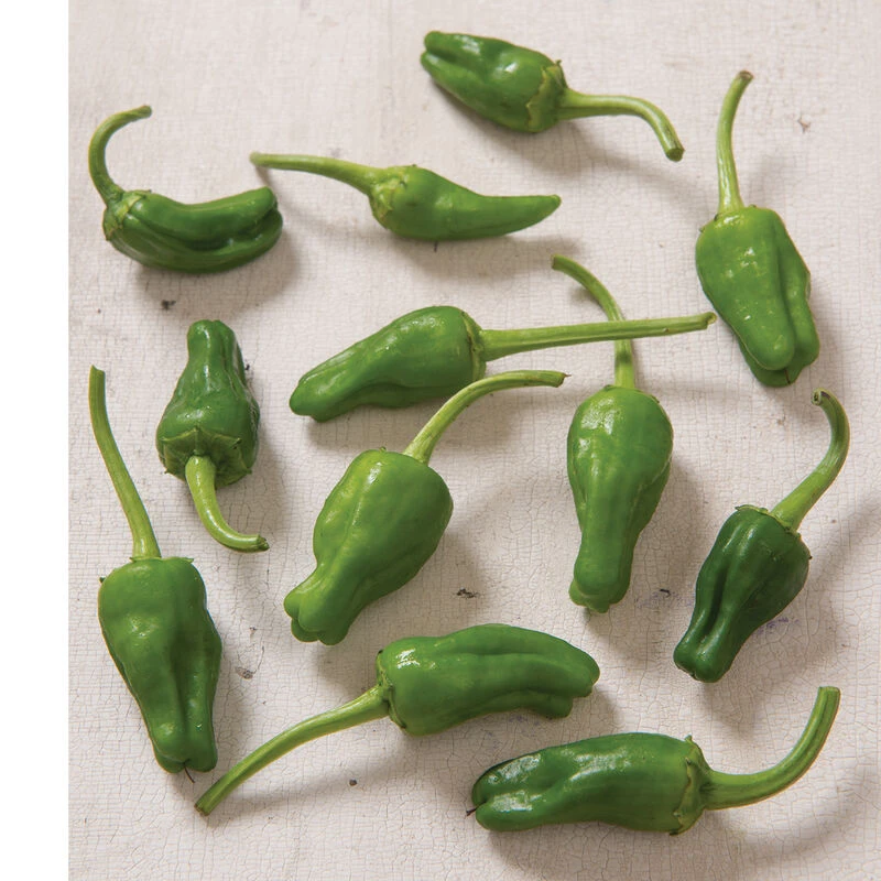 Padron 4 Padron - Image 2