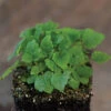 Lemon Balm -Verdant Bloom Store 00766m 02 lemonbalmsilo