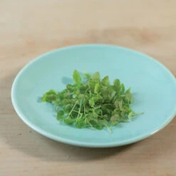 Lemon Balm -Verdant Bloom Store 00766m 03 lemonbalmsilo