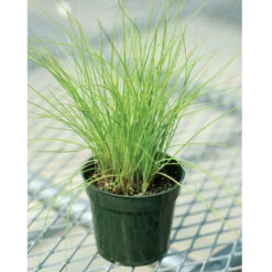 Staro -Verdant Bloom Store 00840 03 staro