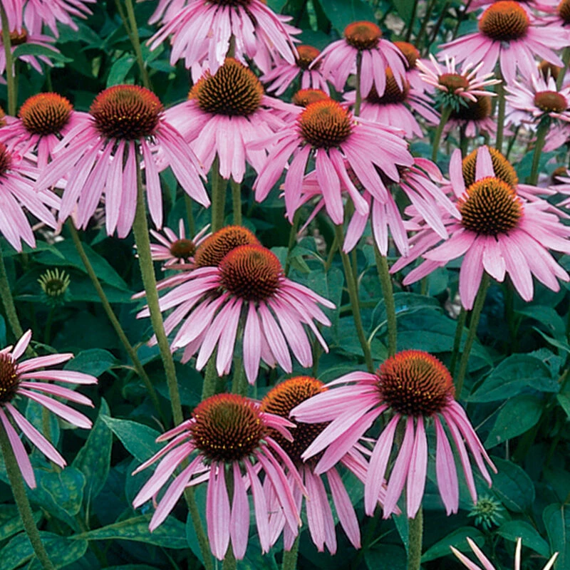 Echinacea Purpurea 3 Echinacea Purpurea