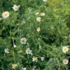 Roman Chamomile