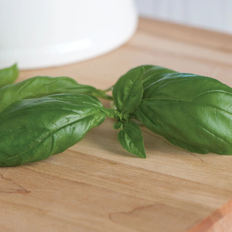 Genovese 5 Genovese - Image 3