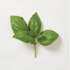 Genovese 12 Genovese -Verdant Bloom Store 00911 05 genovese