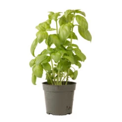 Genovese 13 Genovese -Verdant Bloom Store 00911 06 genovese