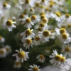 Common Chamomile -Verdant Bloom Store 00914 01 commonchamo