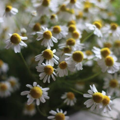 Common Chamomile