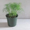 Fernleaf -Verdant Bloom Store 00921 03 fernleafdill