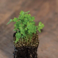 Cutting Celery -Verdant Bloom Store 00922m 03 cutcelmicro