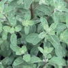 Sweet Marjoram -Verdant Bloom Store 00928 01 sweet marjarim