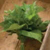 Green Shiso
