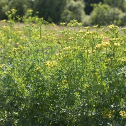 Rue 7 Rue -Verdant Bloom Store 00974 03 rue