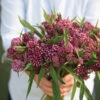 Swamp Milkweed 2 Swamp Milkweed -Verdant Bloom Store 01041g 01 soulmate