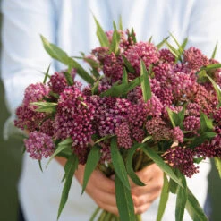 Swamp Milkweed
