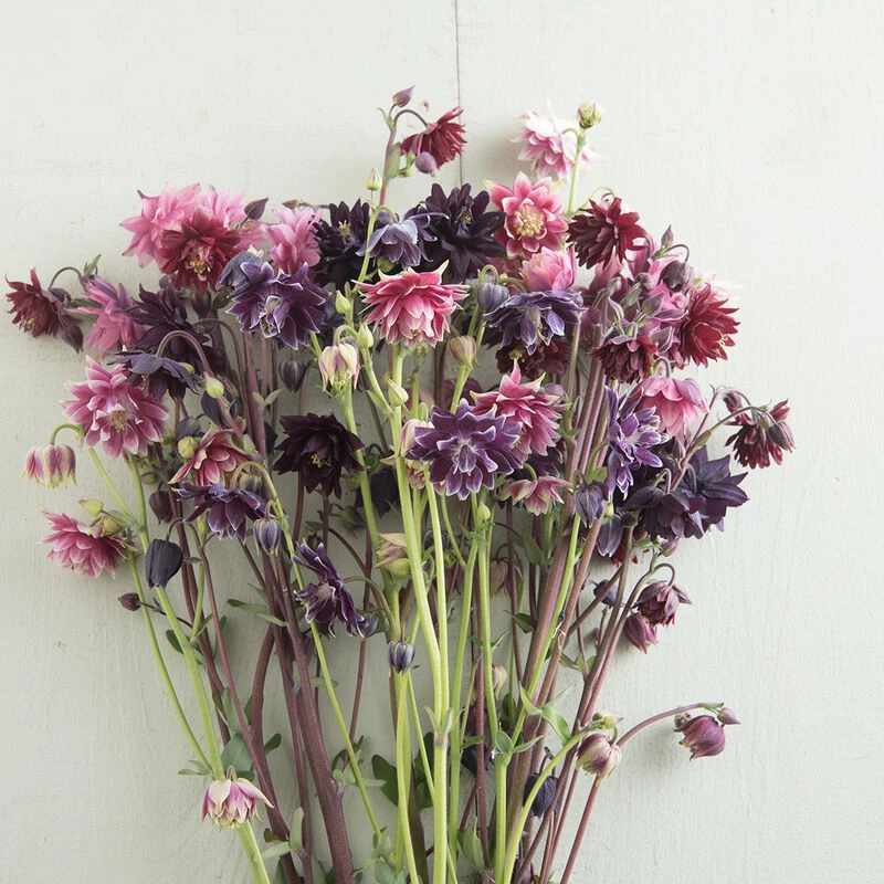 Barlow Mix 3 Barlow Mix