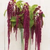 Love-Lies-Bleeding -Verdant Bloom Store 01139 01 love lies bleeding