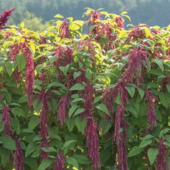 Love-Lies-Bleeding -Verdant Bloom Store 01139 03 love lies bleeding