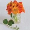 Trailing Nasturtium Mix -Verdant Bloom Store 01201 01 trailing