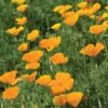 California Poppy 2 California Poppy -Verdant Bloom Store 01229 01 calipoppy