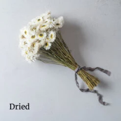 Pierrot White -Verdant Bloom Store 01279 03 pierrot dried flower