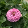 Benary's Giant Bright Pink -Verdant Bloom Store 01359 01 brightpink