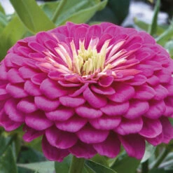 Benary's Giant Lilac