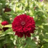 Benary's Giant Deep Red -Verdant Bloom Store 01367 01 benarys giant deep red