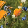 Bee Feed Mix -Verdant Bloom Store 01397 01 beefeedmixweb