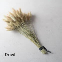 Hare's Tail Grass 7 Hare's Tail Grass -Verdant Bloom Store 01551 03 haretail grass dried flower