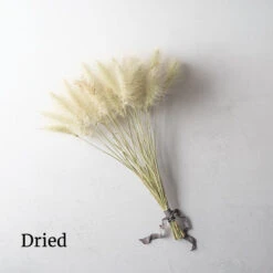 Feathertop 7 Feathertop -Verdant Bloom Store 01584 03 feathertop dried flower