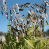 Northern Sea Oats -Verdant Bloom Store 01597g 01 sea oats