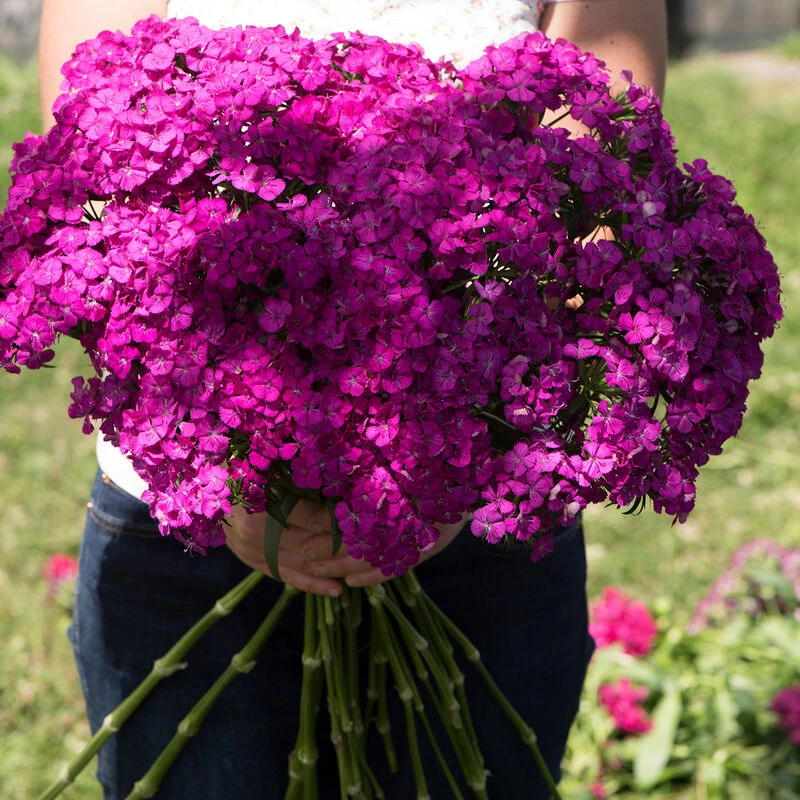 Amazon Neon Purple 4 Amazon Neon Purple - Image 2